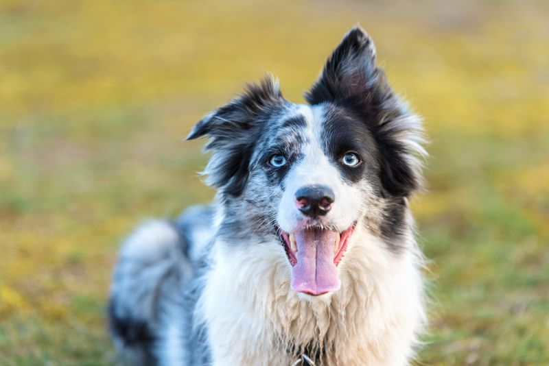 Neu in den Top Ten: der Border Collie. Der Hütehund aus Großbritannien verdrängt den Yorkshire Terrier von Platz 10. Nur zu Hause sitzen, das ist nichts für den aktiven Border Collie. Die Rasse zeichnet sich durch Intelligenz, Schnelligkeit, hohe Auffassungsgabe und Arbeitsbereitschaft aus. Obendrein ist er kinderlieb und eignet sich auch als Familienhund - vorausgesetzt, er ist ausgelastet und gut erzogen. 