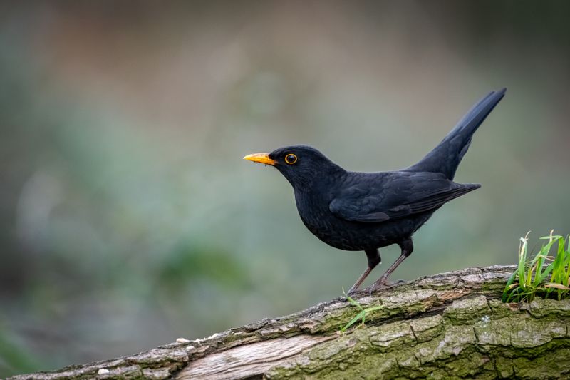 Die Amsel ist hierzulande zwar nicht bedroht, doch das Usutu-Virus dezimiert ihren Bestand spürbar. 