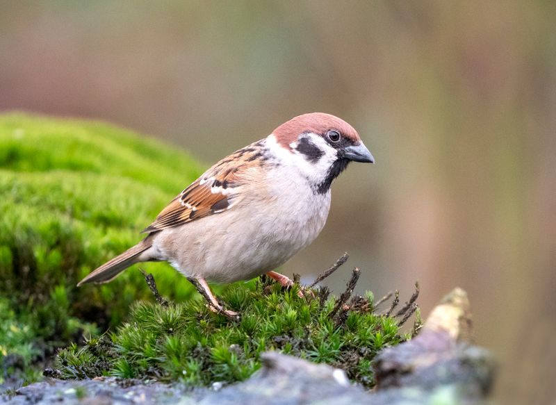 Der Bestand häufiger Vogelarten, wie etwa des Haussperlings, nimmt in Deutschland ab.