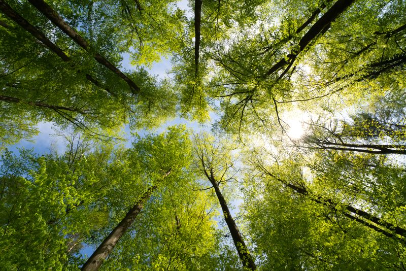 Immer mehr Menschen möchten nachhaltiger leben und ihren Plastikmüll verringern. Im Hinblick auf ein umweltbewussteres Leben sollten wir natürlich nicht nur unseren Plastikkonsum überdenken, sondern auch an den Schutz der Wälder denken. Wir verraten Ihnen, was Sie für die Erhaltung des Waldes konkret unternehmen können.