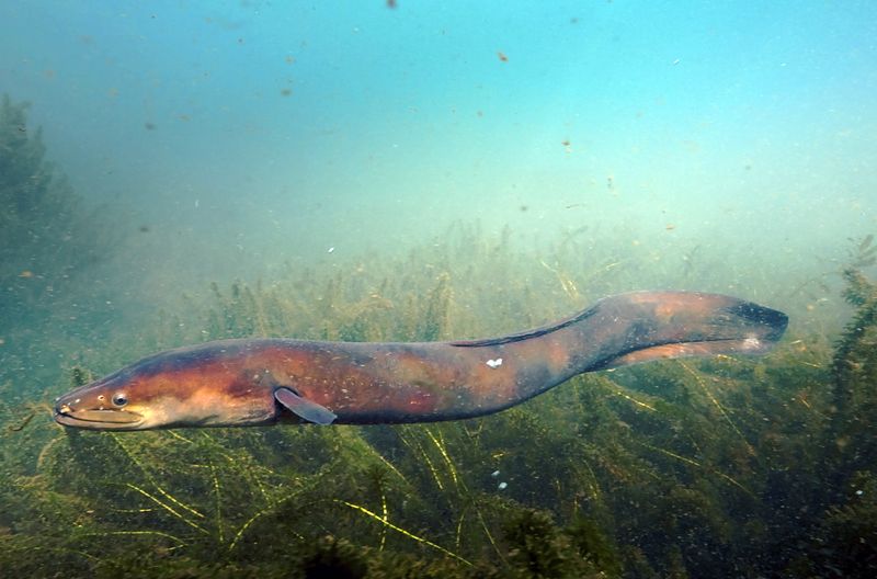© Scott Mouat
Der Langflossenaal im Lake Rotoiti wird rund zwei Meter lang und 100 Jahre alt.