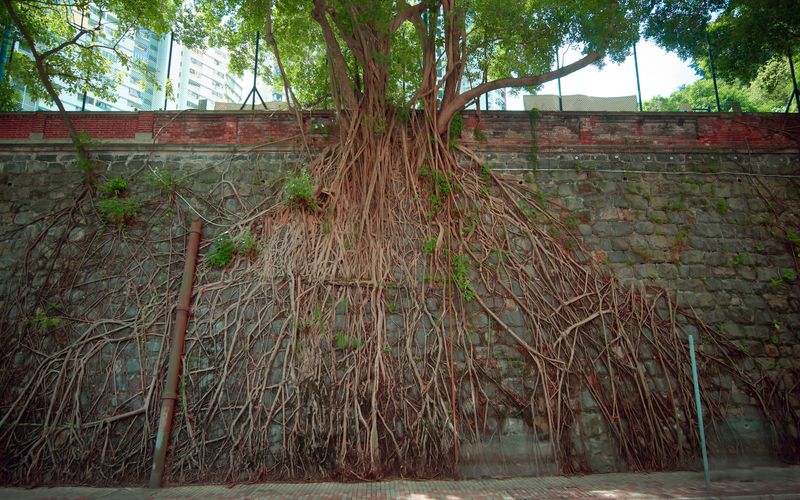 Pflanzen müssen sich Zivilisationen anpassen. Hier nutzt eine Würgefeige in Hongkong eine Mauer, um mit ihren Wurzeln Halt zu finden.