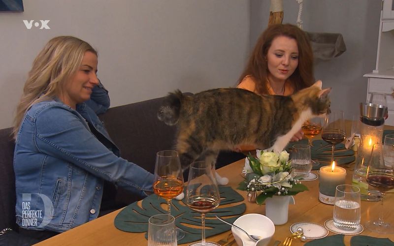 Huch, das ist mal eine Tischdeko: Katze Luna beim "Perfekten Dinner" in Augsburg.