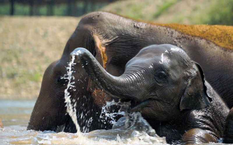 In dem naturnahen Elefantenpark können Elefanten und ihre Kälber glücklich in Frieden leben.