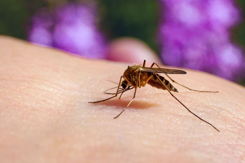 Das West-Nil-Virus wird unter anderem von der Culex-Mücke übertragen.
