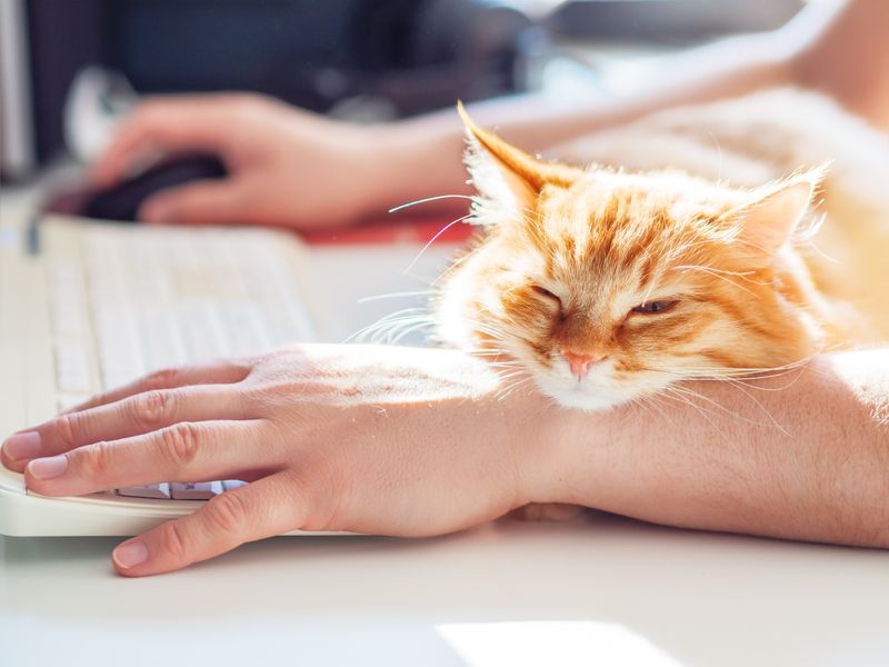 Ihre Kinder hätten so gerne einen Hund. Und Sie selbst wünschen sich schon lange eine Katze. Oder einen anderen tierischen Mitbewohner, der Sie am Abend daheim begrüßt oder Ihnen im Homeoffice Gesellschaft leistet. Doch die Anschaffung eines Haustieres sollte vorher gut durchdacht sein. Bevor Sie sich einen Hund, einen Vogel oder eine Katze zulegen, sollten Sie sich zunächst ein paar wichtige Fragen stellen ...