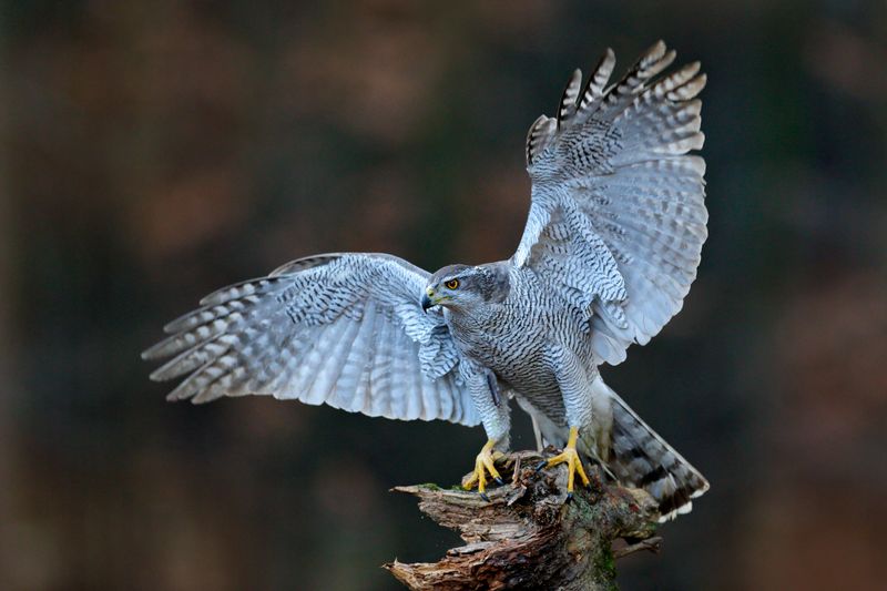 Die Bezeichnung "Raubvogel" hat als Ordnungsname für Habicht, Bussard, Adler, Weihe, Geier und Milan ausgedient. Sie werden unter dem Begriff "Greifvögel" zusammengefasst. Denn als Raubvogel könnten streng genommen noch zahlreiche weitere Vogelarten gelten.