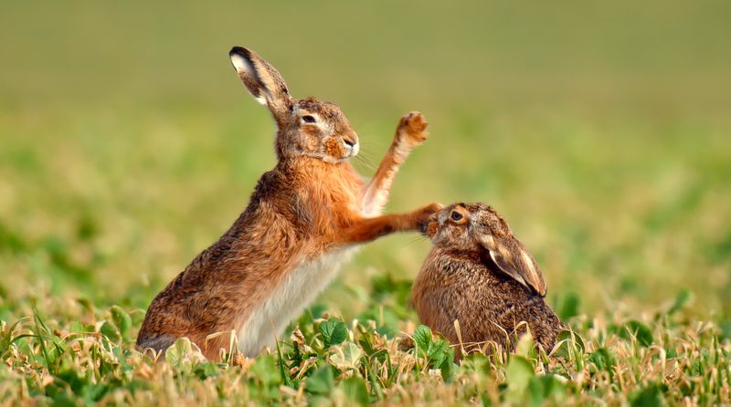 Die Männchen kämpfen - wie so oft - um die Gunst der Weibchen. Während der Paarungszeit ist das auch bei den Feldhasen der Fall. Wer kann den Boxkampf für sich entscheiden? 