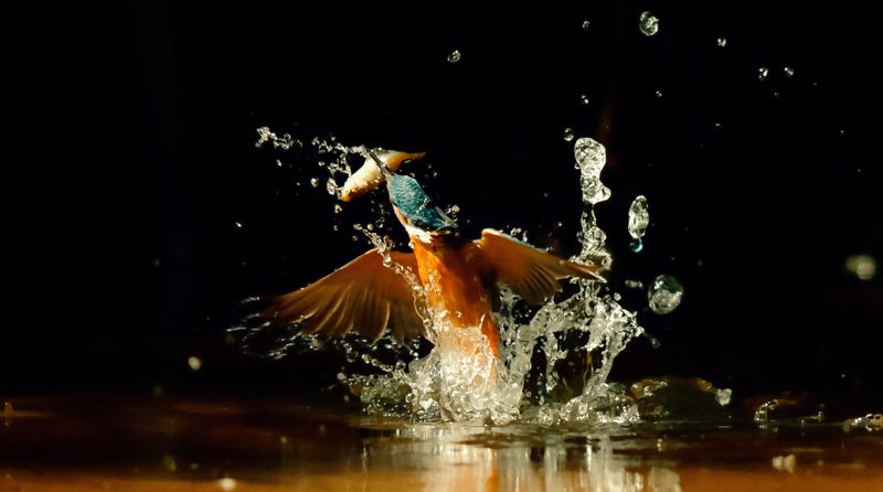 Was mit moderner Technik alles möglich ist: Ein Eisvogel taucht flügelschlagend aus dem Wasser auf, einen Fisch im Schnabel - atemberaubende Bilder in Superzeitlupe. 