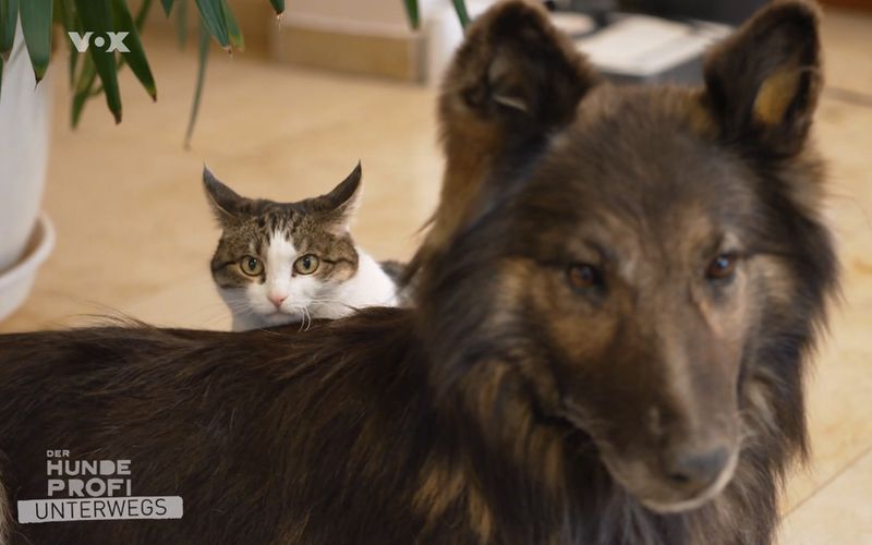 Diese Katze lebt, der Schäferhund ist hingegen ausgestopft.