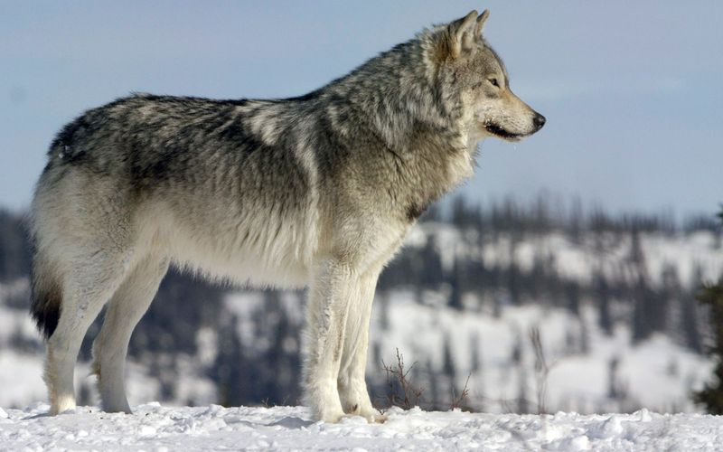 Neben Eulen und Luchse sind auch Wölfe in kanadischen Wäldern heimisch.