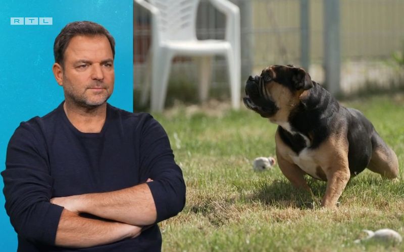 Martin Rütter weiß, wie schwierig es ist, kranke Hunde zu vermitteln: "Das ist schon krass. Der ganze Bewegungsapparat ist kaputt. Wer will so einen Hund?", sagt er. 