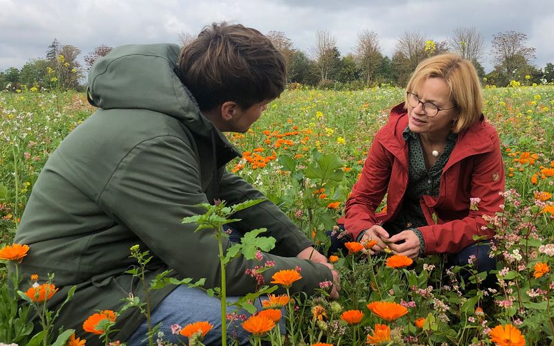 Frank Seibert befragt die Agrarwissenschaftlerin Astrid Sprenger beim Ernten der Calendula (Ringelblume) auf dem Heilpflanzenfeld von Weleda bei Schwäbisch Gmünd. 