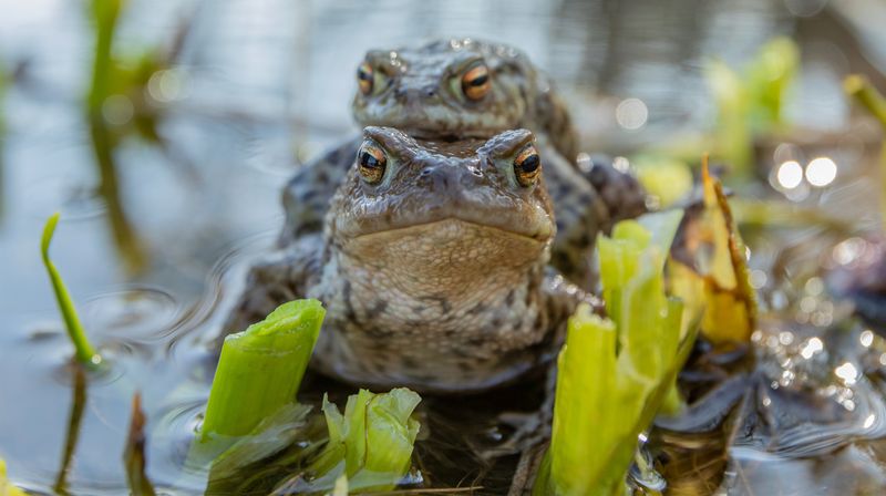 In der dritten Folge der vierteiligen ARD-Reihe "Unsere Meere: Naturwunder Ostsee" fängt der preisgekrönte Naturfilmer Thomas Behrend bildgewaltig Momente aus dem Leben der Tiere ein. Aufgrund der hormongesteuerten Erdkrötenmännchen herrscht für die Weibchen während der Paarungszeit Ausnahmezustand.