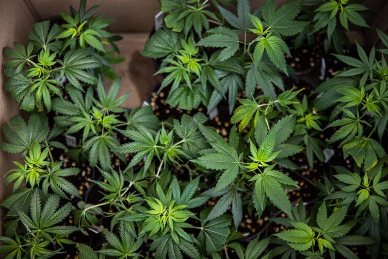 Cannabis für alle? Lange war die weiche Droge hierzulande illegal, die Ampel-Regierung möchte vorerst den Besitz von maximal 25 Gramm Cannabis und den Eigenanbau von höchstens drei Pflanzen erlauben.