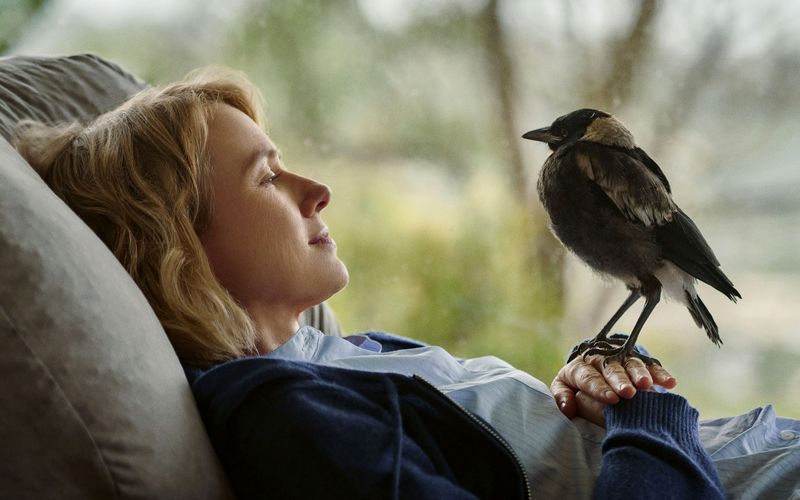 Ein Vogel für die Seele SWYRL, EntertainmentThemen, die dich begeistern.