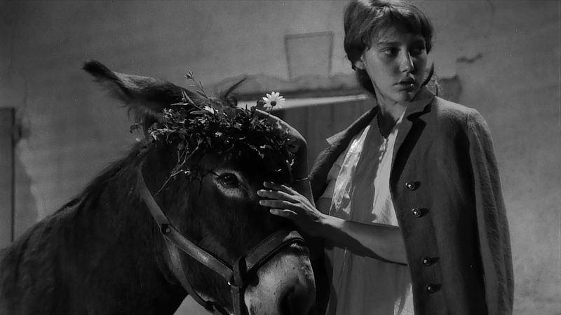 Vor 60 Jahren kam dieses Meisterwekr ins Kino: In Robert Bressons "Zum Beispiel Balthasar" (1966) wird einfühlsam das Leben und Sterben des Esels Balthasar dargestellt, angefangen mit einer idyllischen Kindheit bis zum beschwerlichen Alter. Um das Schicksal des geschundenen Tieres ranken sich episodisch die Geschichten weiterer Personen. So wird der Esel Stellvertreter für die menschlichen Leiden durch Gewalt, Unrecht, Lieblosigkeit und Liebesunfähigkeit. 