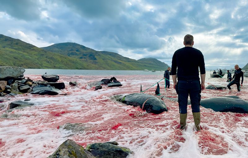 Bei der Grindadráp, der Grindwal-Treibjagd, werden auf den Färöer Inseln jedes Jahr hunderte Grindwale und Delfine abgeschlachtet.