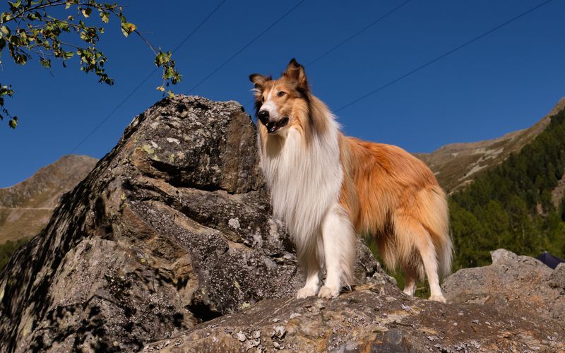 "Dogs are a man's best friend" - das wissen nicht nur Hundehalter, sondern auch zahlreiche Serien- und Filmemacher. Anlässlich des Welthundetags am 10. Oktober zeigen wir die berühmtesten vierbeinigen Hauptdarsteller, die in den letzten Jahren über die Leinwand und den Fernsehbildschirm getollt sind.