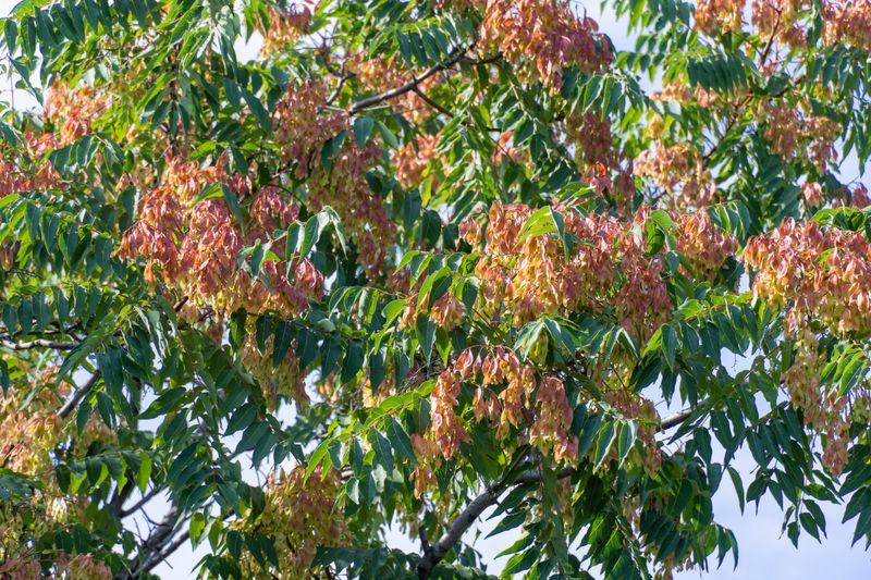 Invasive Arten Diese Gartenpflanzen sind verboten SWYRL