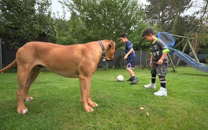 Der 55-Kilo-Hund kontrolliert die Bewegungsfreiheit seiner Menschen.