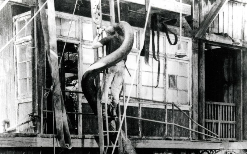 65 Kilometer Draht und 140 Gelenke sollen beim Dreh zu "Anaconda" (1997) in zwei falsche Schlangen eingebaut worden sein, die manchmal statt der Animationen herhalten mussten. Die Story ist, im Gegensatz zu der Anakonda, ziemlich dünn: Ein Wilderer will das circa 13 Meter lange Monster-Reptil fangen, um es zu verkaufen, und bringt so eine Gruppe Dokumentarfilmer in Gefahr.