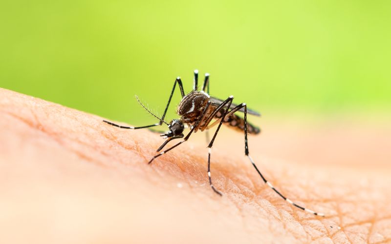 Das Chikungunya-Virus kann womöglich auch in Deutschland durch die Asiatische Tigermücke übertragen werden.