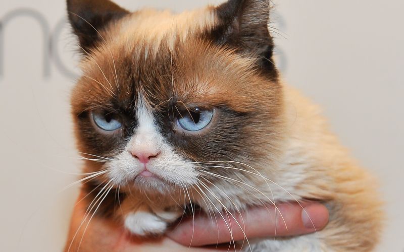 Nein, das ist nicht Grumpy Cats Gesicht am Montagmorgen, denn an den restlichen Wochentagen schaute die in Arizona geborene Katze genauso grimmig. Die schlechte Laune wurde zum Markenzeichen von Tardar Sauce (so hieß das Kätzchen im richtigen Leben), das sie und vor allem ihre Besitzer reich machte. Bücher, Werbeauftritte - natürlich nur als Stargast - und ein Film machten die 2019 verstorbene Grumpy Cat zu einer der berühmtesten Katzen aller Zeiten. 