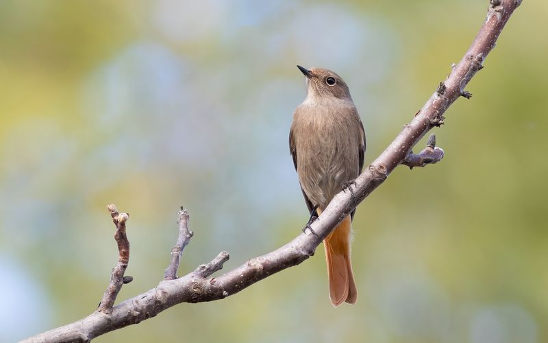 Vielleicht haben Sie ja Glück und entdecken den Hausrotschwanz, den Vogel des Jahres 2025.