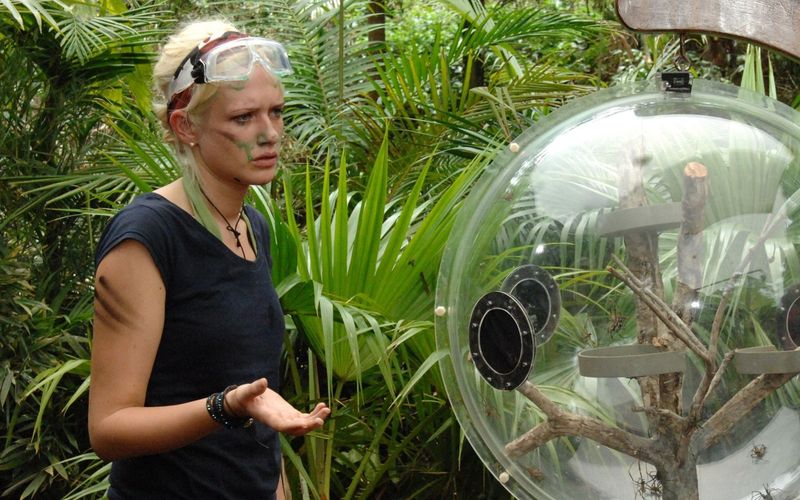 Seit 2004 gehören lästern und pöbeln zum guten Ton, wenn RTL bei "Ich bin ein Star, holt mich hier raus" Stars und Sternchen aufeinander loslässt. Ohne Skandale wäre das Dschungelcamp schließlich nur halb so wild. Die Galerie zeigt die größten Aufreger aus dem Erfolgsformat.