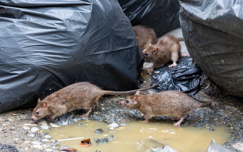 Ratten fühlen sich anscheinend besonders im bevölkerungsreichen Nordrhein-Westfalen wohl.