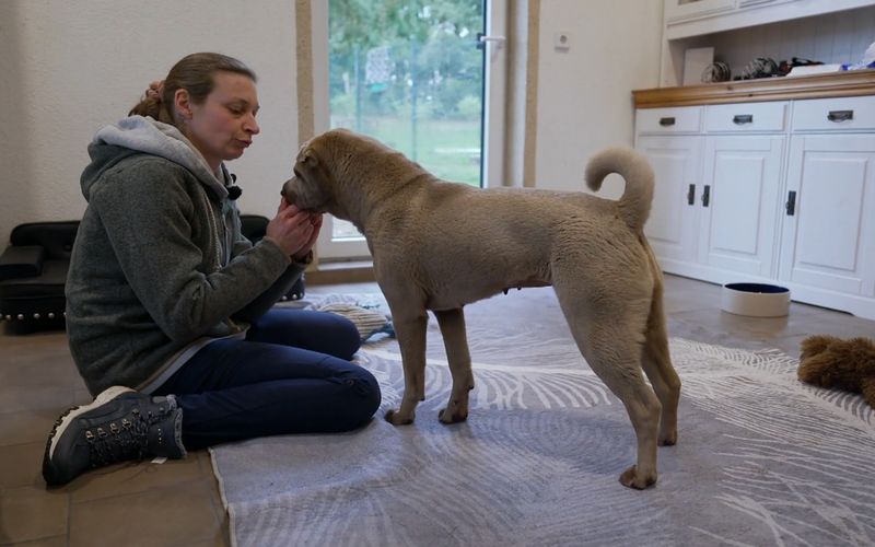 Die vierjährige Shar-Pei-Hündin lebt derzeit in "Stevies Hundesenioren-Hospiz".
