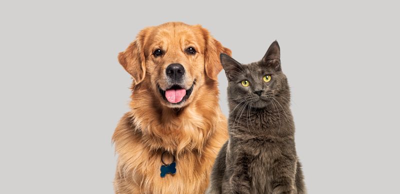 Hunde und Katzen helfen uns und machen uns glücklich. Doch wann wird ihre Zucht zur Tierquälerei?