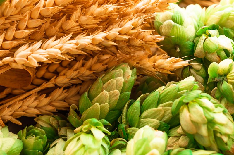 Das Deutsche Reinheitsgebot von 1516 legt fest, dass nur wenige Inhaltsstoffe - Wasser, Malz, Hopfen und Hefe - Teil des Bieres sein dürfen. Obwohl die Zutaten immer die gleichen sind, entsteht daraus eine riesige Bandbreite an Biersorten und Geschmäckern. Denn nicht nur das Mischverhältnis, sondern auch die Herkunft und Verarbeitung der Zutaten machen den Unterschied.