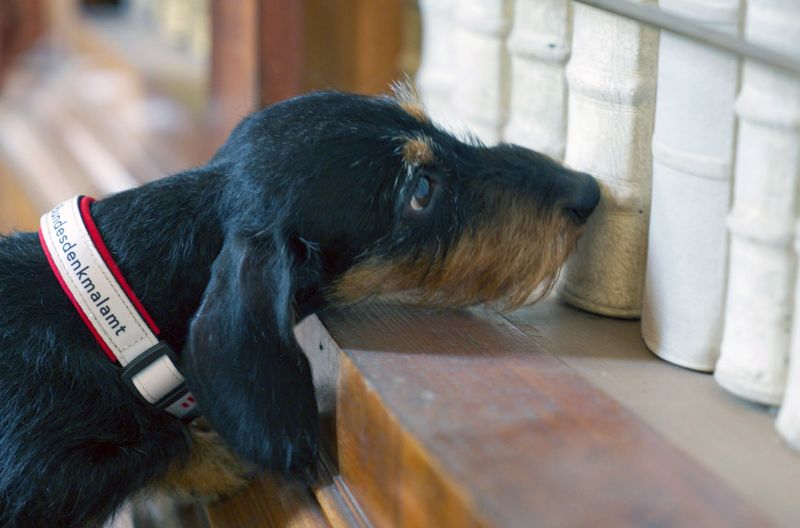 Ursprünglich ist der Dackel ein klassischer Jagdhund. Diese Eigenschaft macht Zwergdackel Strolchi zu einem optimalen Spürhund für Holzwürmer in Klöstern und Kirchen.