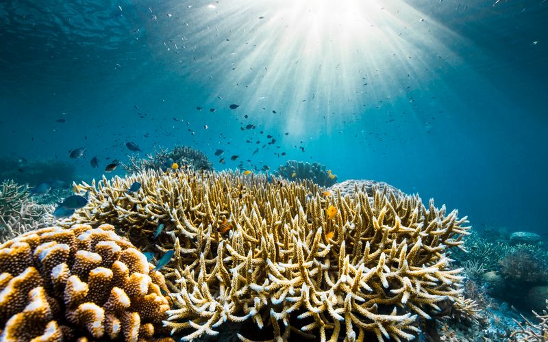 Am 8. Juni, 20.15 Uhr, zeigt National Geographic erstmals im deutschen TV "Ozeane mit David Attenborough". In schillernden Bildern zeigt die Dokumentation die bunte Artenvielfalt in den Weltmeeren aber auch deren Zerstörung durch den Menschen.