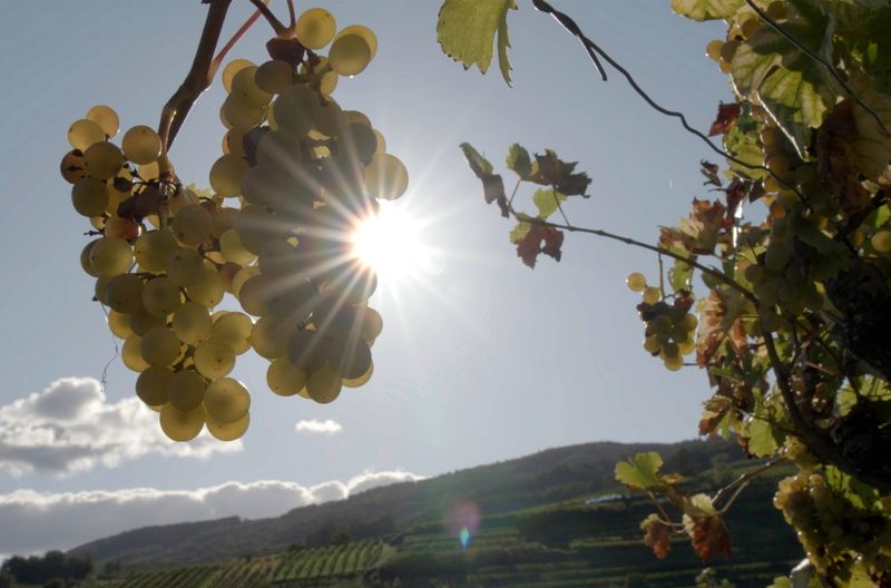 Die österreichische Weinwirtschaft ist gestärkt aus dem Skandal hervorgegangen. 40 Jahre danach genießen die Weine aus Österreich wieder einen guten Ruf.