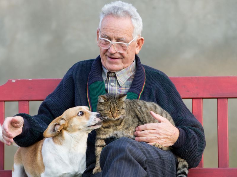 Hunde und Katzen dazu beitragen, dass das Gedächtnis fit bleibt.