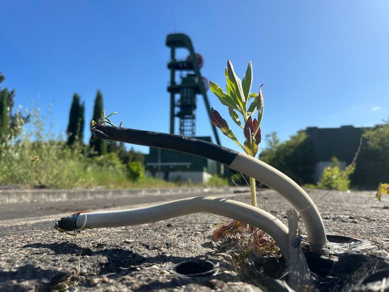 Nach und nach setzt sich die Natur wieder durch - auch auf ehemaligen Industrieflächen.