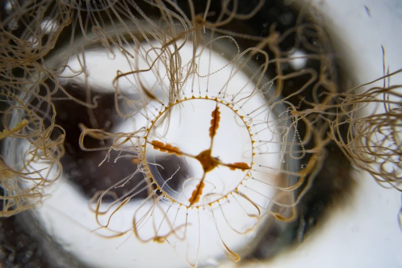 Wer im Wasser eine wenige Zentimeter große Qualle mit braunem Kreuz entdeckt, sollte lieber Abstand halten.