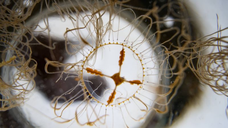 Gefährliche Klammerquallen in der Ostsee