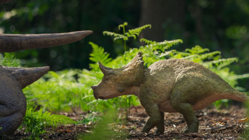 Ohne den Schutz einer Herde sucht Clover bei einem ausgewachsenen Triceratops-Bullen Schutz. Doch die Männchen waren vermutlich Einzelgänger.