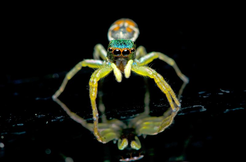 Viel mehr als nur ein Blickfang: Die Fluoreszenz hilft kleinsten Spinnen dabei, den optimalen Zeitpunkt für die Paarung zu ermitteln.
