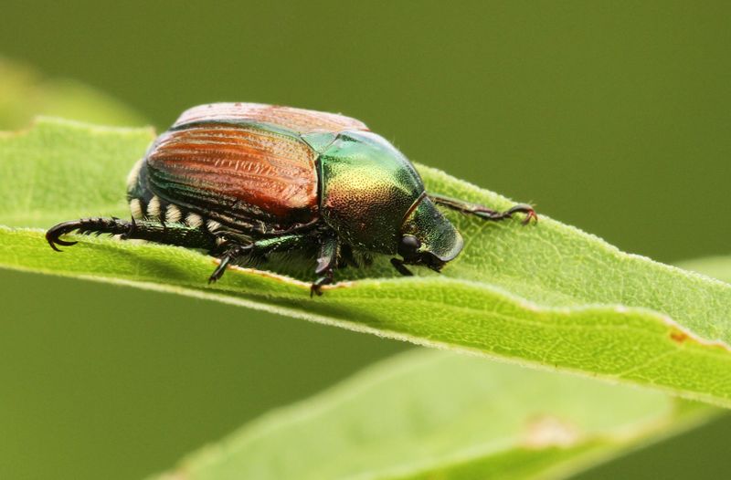 Wer einen Japankäfer entdeckt, soll ihn fotografieren und das Foto unter Angabe des Fundortes an die Behörden schicken.