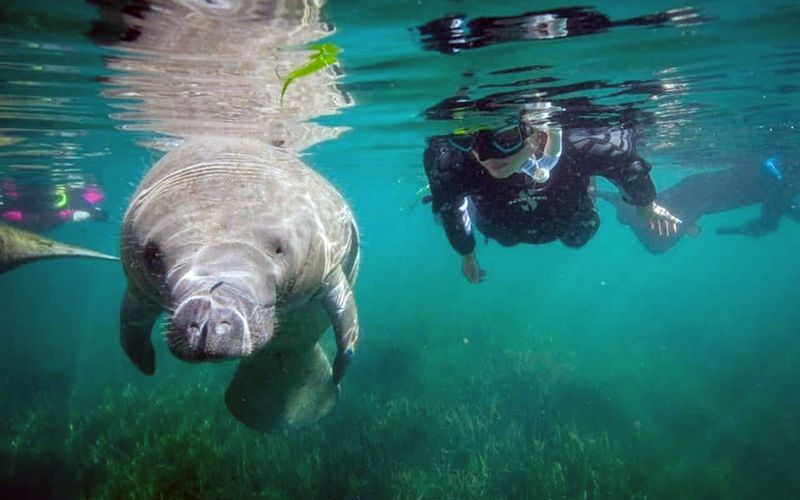 Die Dokumentation tauch auch in die Unterwasserwelt ab. Wie schaffen es die Langsamsten dort, zu überleben?