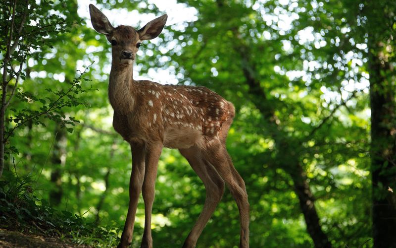 Eine bekannte Geschichte, hier aber ohne Disney-Zuckerguss: "Bambi - Eine Lebensgeschichte aus dem Walde" orientiert sich primär an der Romanvorlage von 1923 und setzt dabei auf viele schöne Naturbilder.