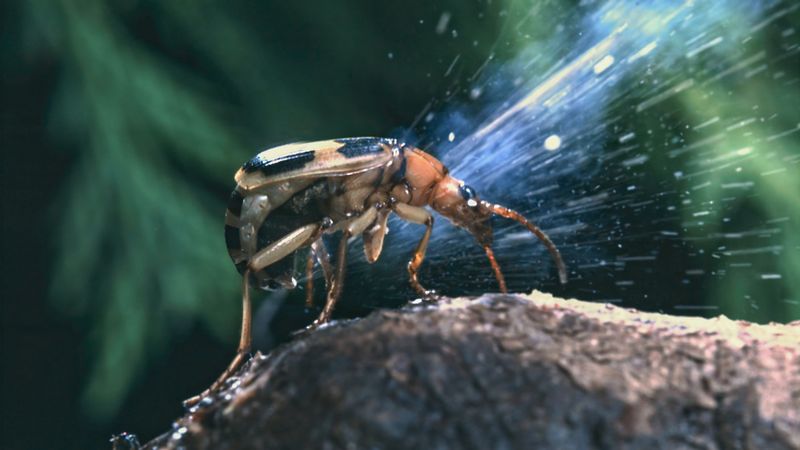 Der Bombardierkäfer kann mit einer chemischen Reaktion aus seinem Hinterteil Feinde in die Flucht schlagen.