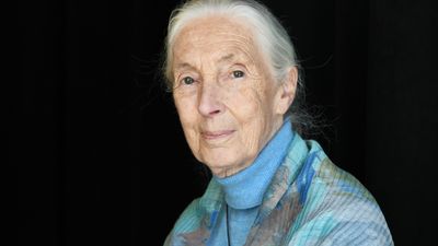 Bild zu Artikel Jane Goodall