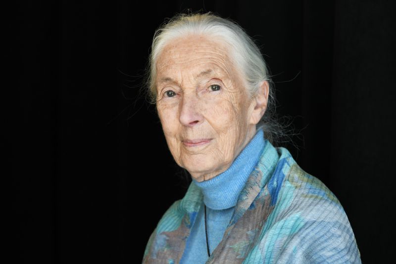 Tierforscherin Jane Goodall ist tot, sie starb im Alter von 91 Jahren.