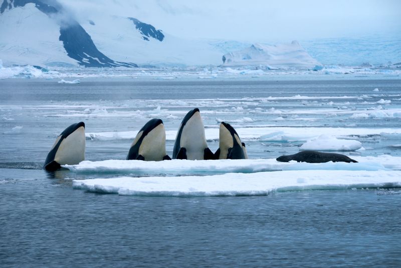 Die Killerwale, wie die Orcas oft genannt werden, sind agiler als man denkt.